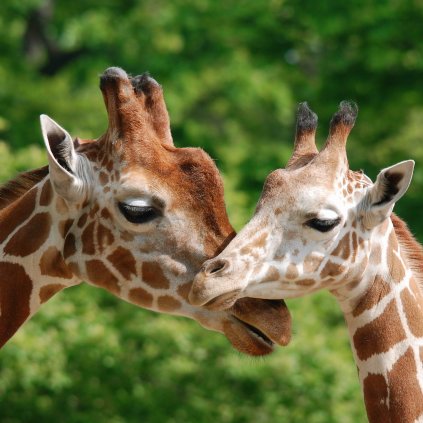MCG50 GIRAFFES