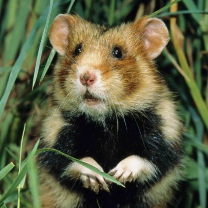 MCG45 HAMSTER