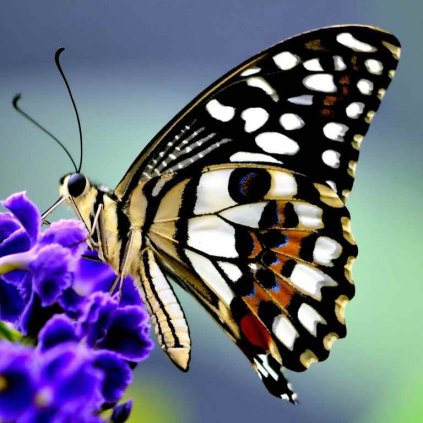 MCG42 BUTTERFLY