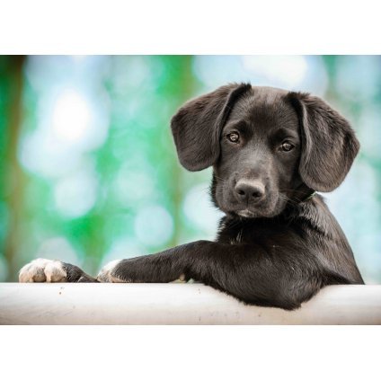 MPS59 MODEL PUPPY
