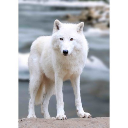 MCZ62 ARCTIC WOLF