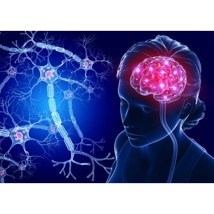 MCD14 BRAIN AND NERVE CELLS