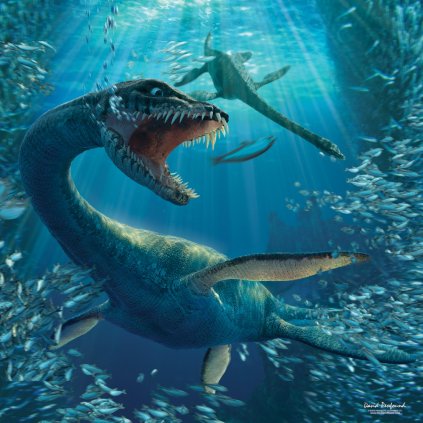 MCG66 PLESIOSAURUS