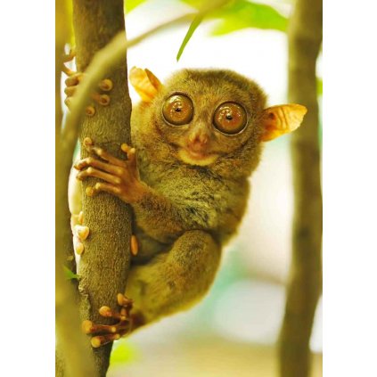 MCZ49 TARSIER MONKEY