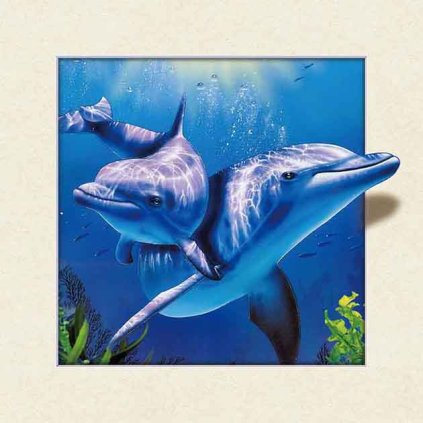 MC506 DOLPHINS