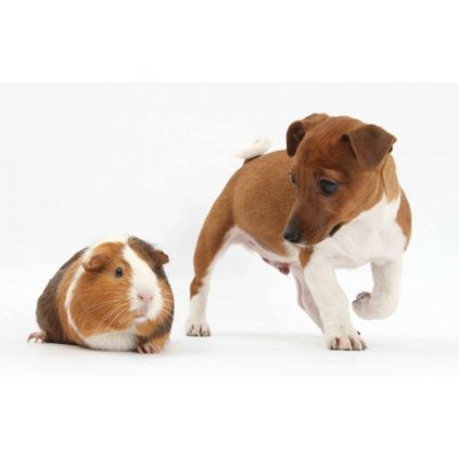 MPS01 Terrier pup and guinea pig