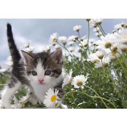 MPS19 FLOWER KITTEN