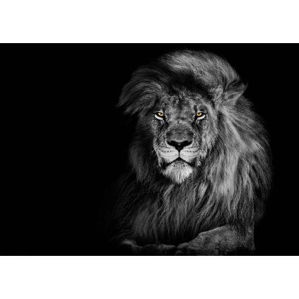 MCZ69 LION B&W