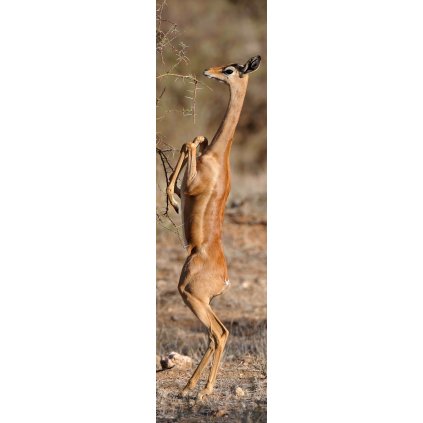 MCZ71 GERENUK