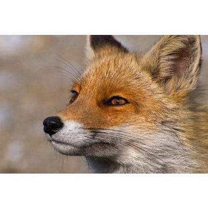 MCW08 Red Fox