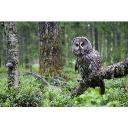 MCW11 OWL FINLANDw