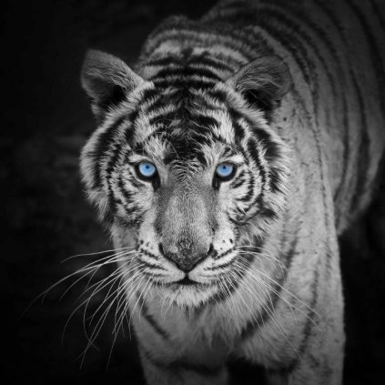MCZ35 WHITE TIGER