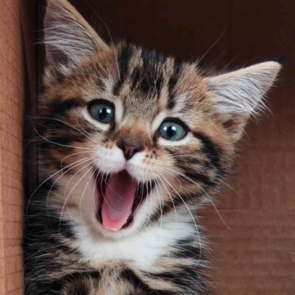 MPS15 SMILING KITTEN
