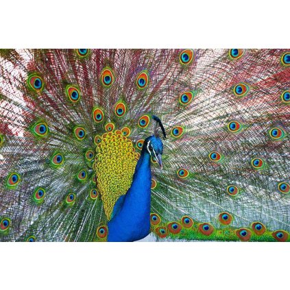 MCZ19 INDIAN PEAFOWL