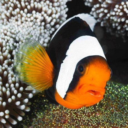 MCA33 PANDA CLOWNFISH