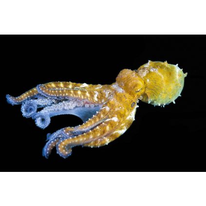 MCA04 DAY OCTOPUS