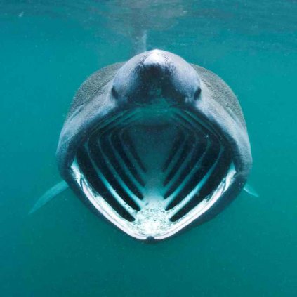 MCA31 BASKING SHARK