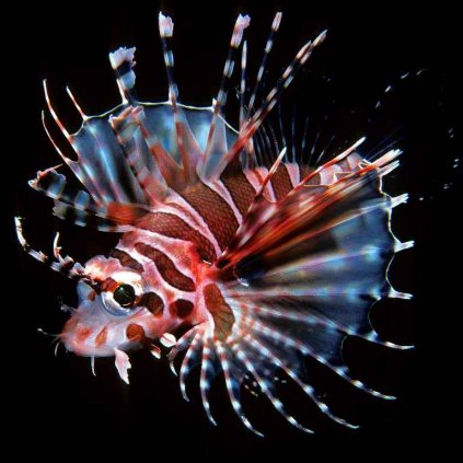 MCA34 ZEBRA LIONFISH