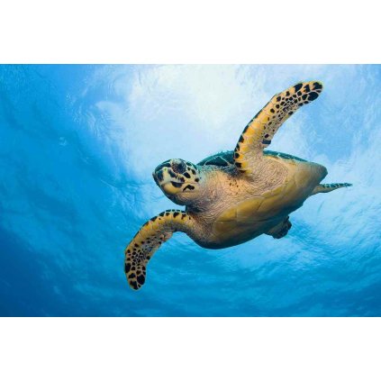 MCA12 HAWKSBILL SEA TURTLE