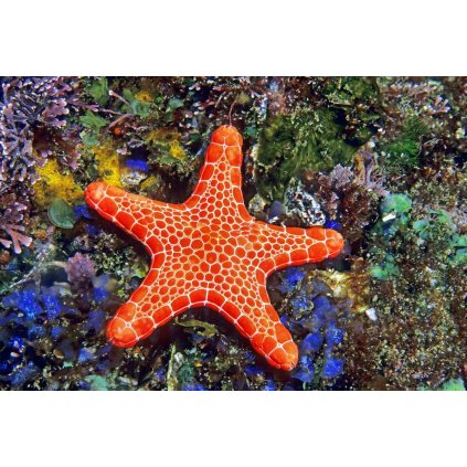 MCA03 BISCUIT STARFISH