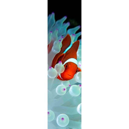 MCA25 ANEMONEFISH