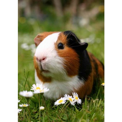 MPS24 GUINEA PIG