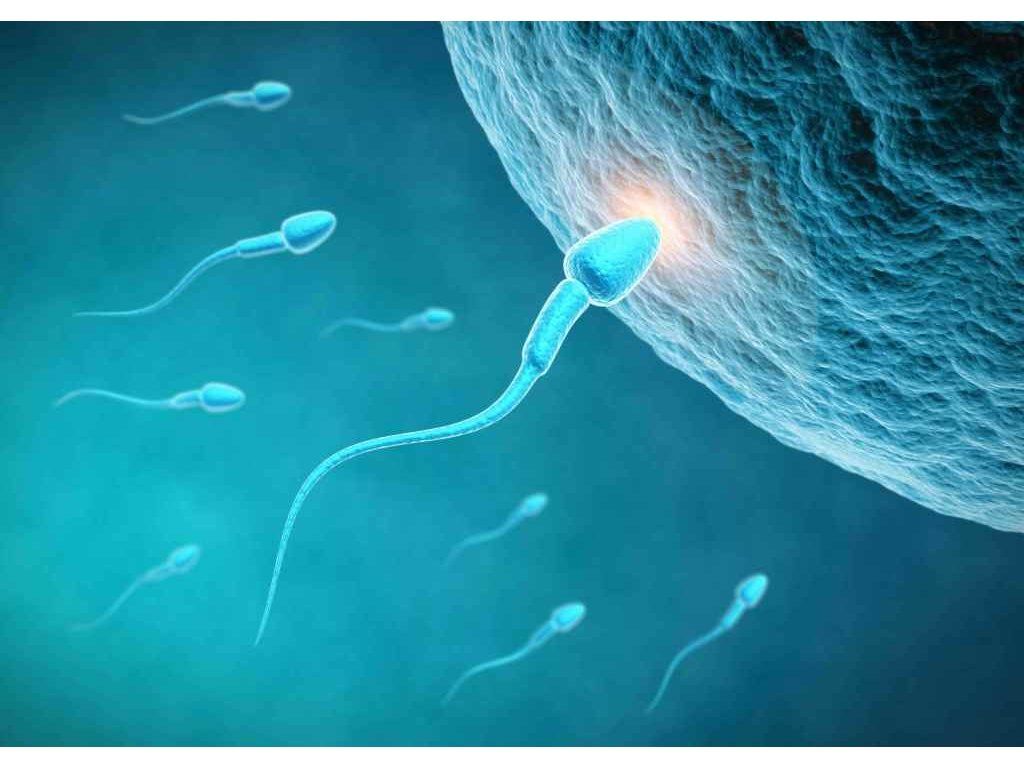 SPERM OVUM Mapcards