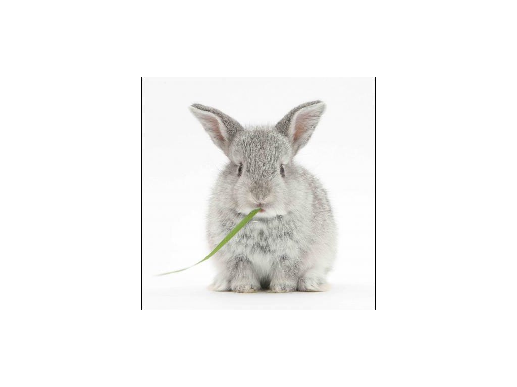 MAGNETIC RABBIT MAGNETIC RABBIT