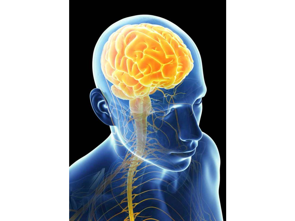 Brain 9