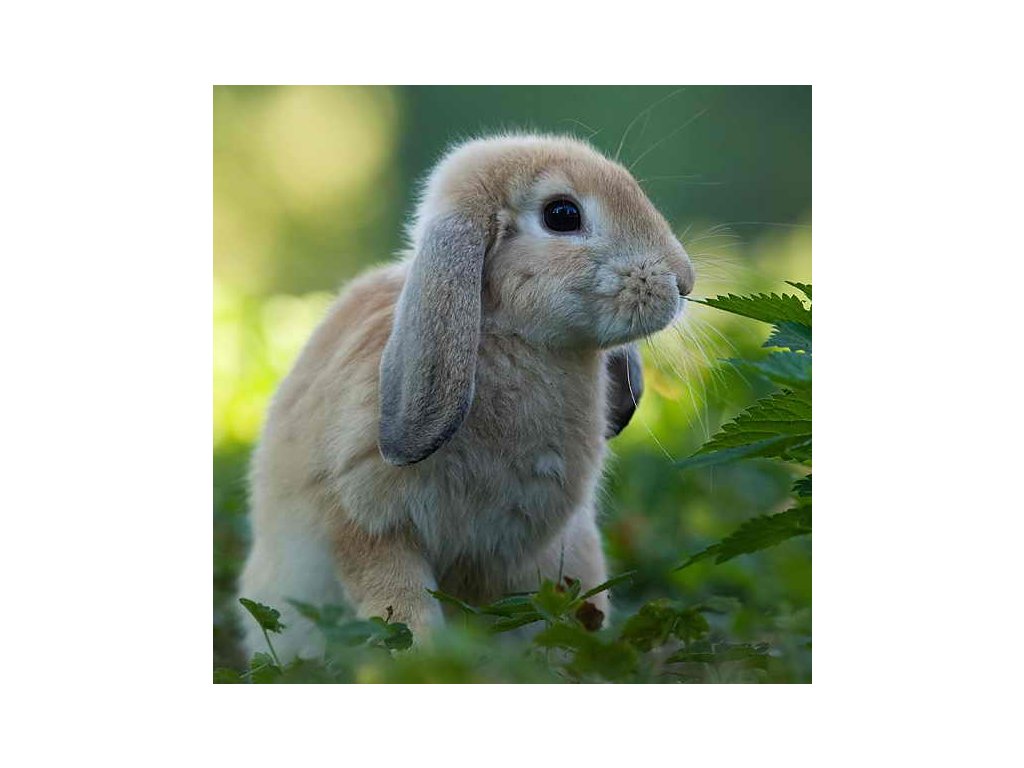 MAGNETIC LONG EARS MAGNETIC LONG EARS