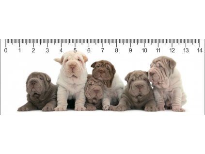 MC913 SHAR PEI PARTY 148x55 5 2018 web