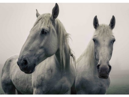 MPF24 WHITE HORSES