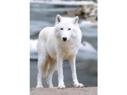 MCZ62 ARCTIC WOLF