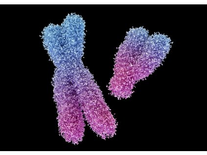 MCD13 CHROMOSOMES