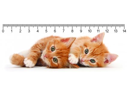 MC936 TWO GINGER KITTENS