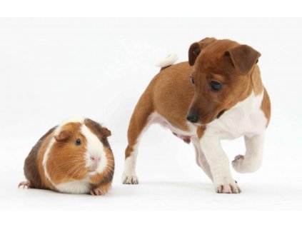 MPS01 Terrier pup and guinea pig