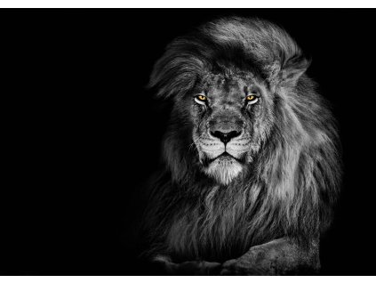 MCZ69 LION B&W