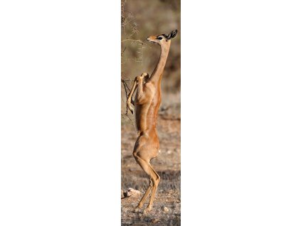 MCZ71 GERENUK