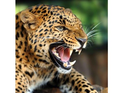 MAF13 ANGRY LEOPARD