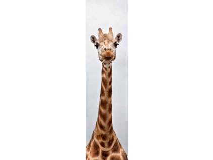 MCZ41 LONG NECK