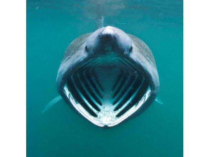 MCA31 BASKING SHARK