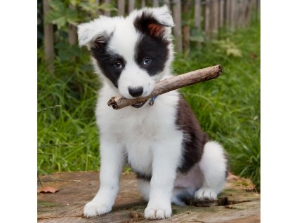 MCG73 MAGNETIC BORDER COLLIE