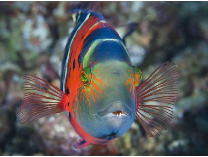 MCA07 FLASHER WRASSE