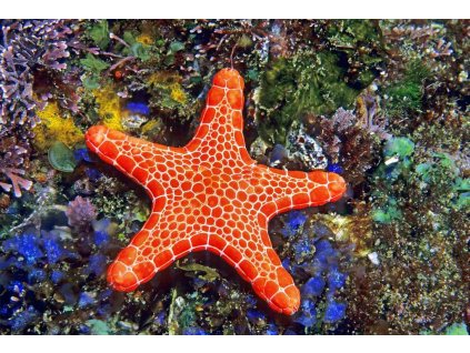 MCA03 BISCUIT STARFISH