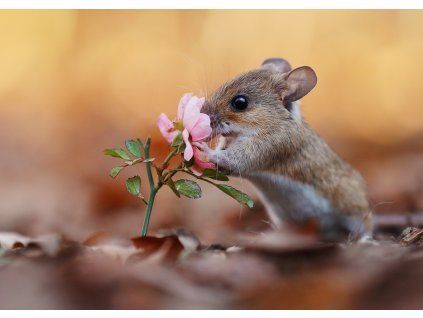 MPS66 FLOWER MOUSE