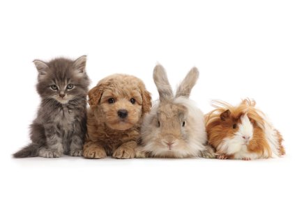 MCH23 PET SHOP GANG DL