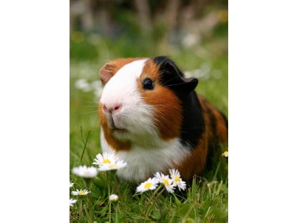 MPS24 GUINEA PIG