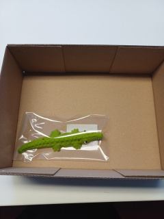 Marcipánový krokodýl v krabici