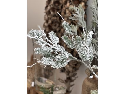 Zasněžená větev - smrk