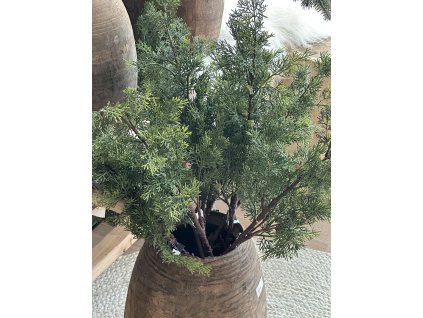 Jehličnatá větev Cedar